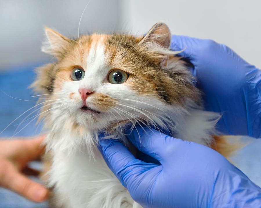 The Regional Veterinary Referral Center in Springfield