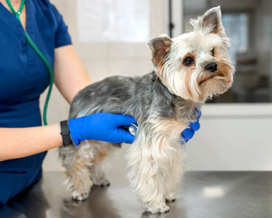 A dog at the vet cardiology exam at our veterinary clinic in Springfield