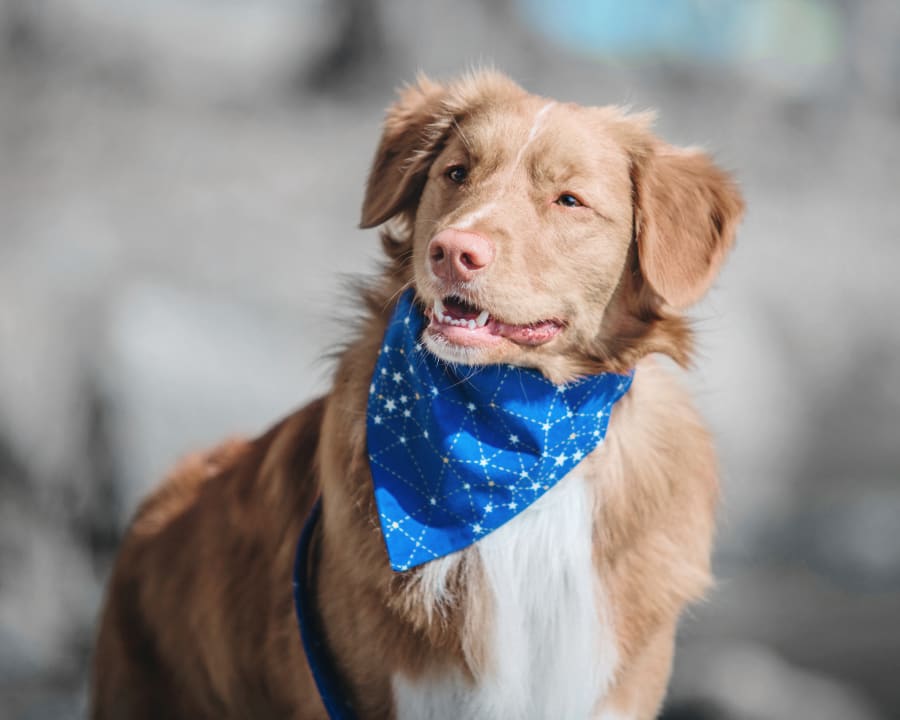 Veterinary Neurology, The Regional Veterinary Referral Center in Springfield