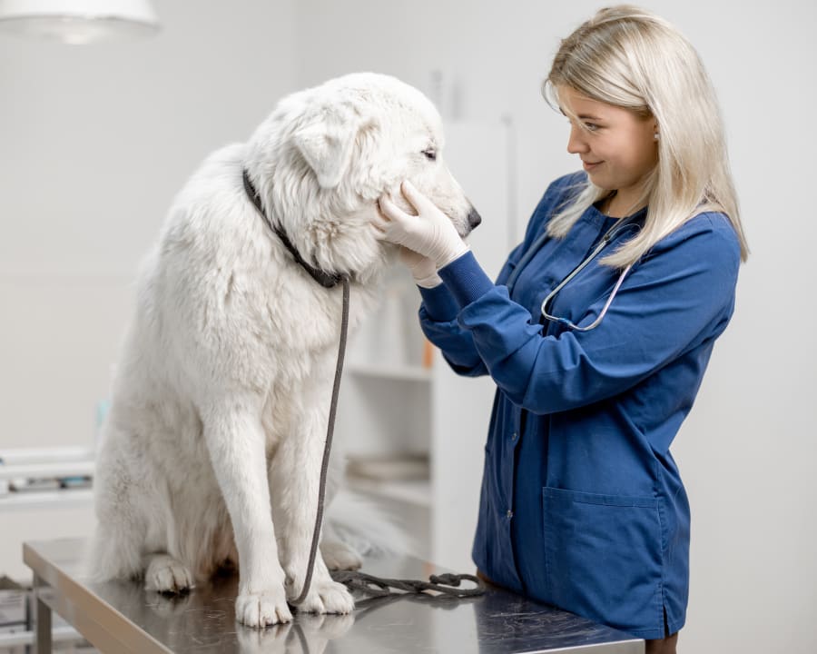 Radiation Therapy Services, Springfield Veterinarians