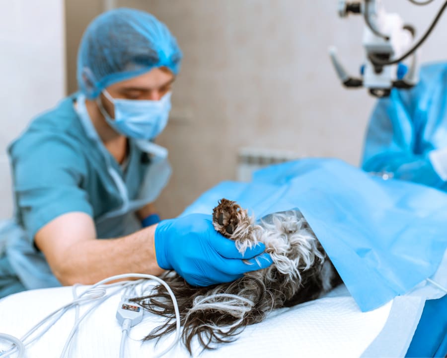 Veterinary Surgery in Springfield