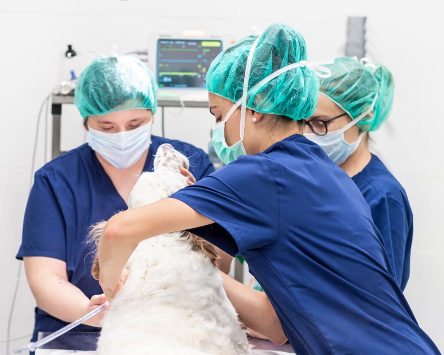 Surgical Services, Springfield Veterinarian